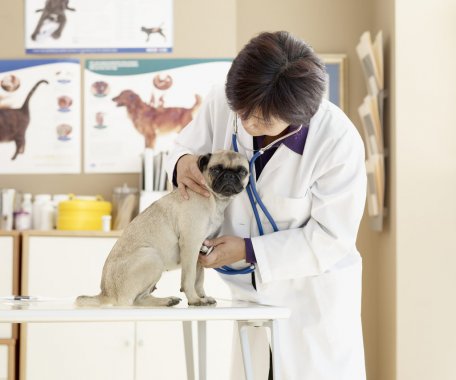 Clínica veterinária: veja como 5 passos podem melhorar a divulgação da empresa